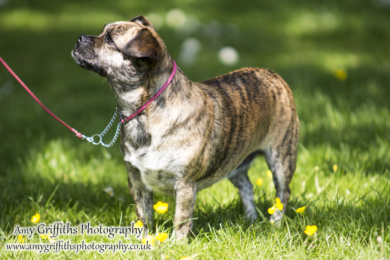 Hornsea Horse and Dog Show Day 1- Amy Griffiths Photography