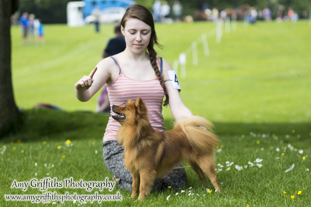 Hornsea Horse and Dog Show Day 1- Amy Griffiths Photography