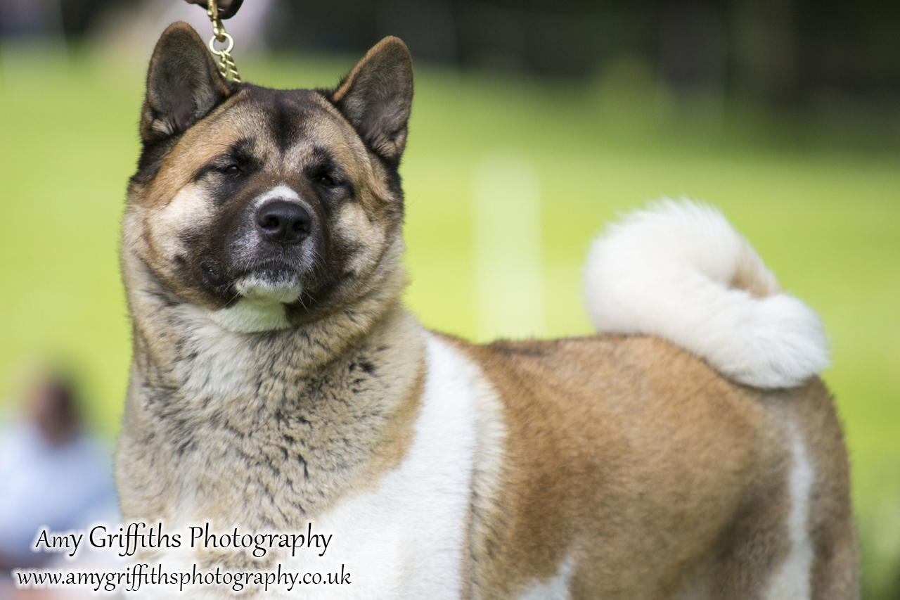 Hornsea Horse and Dog Show Day 1- Amy Griffiths Photography