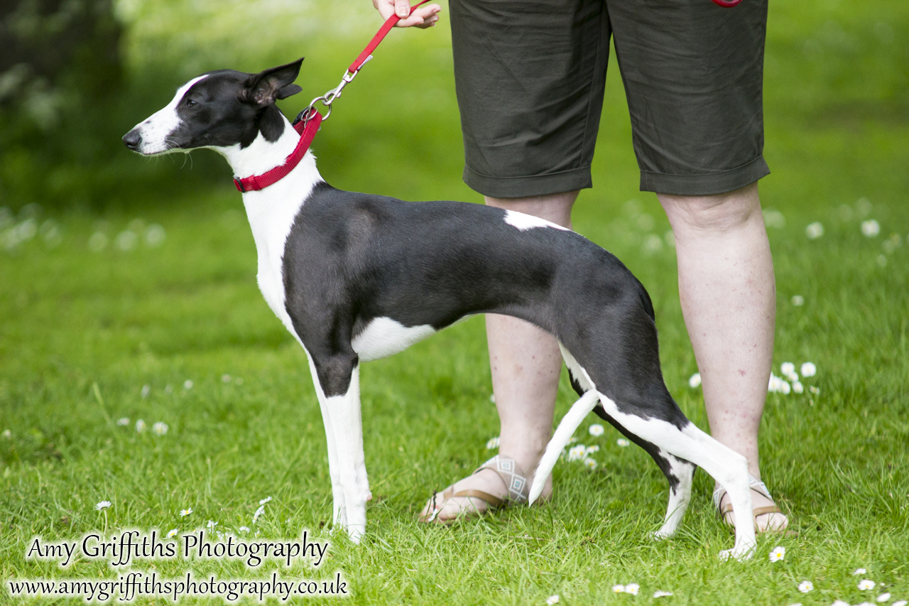 Hornsea Horse and Dog Show Day 1- Amy Griffiths Photography