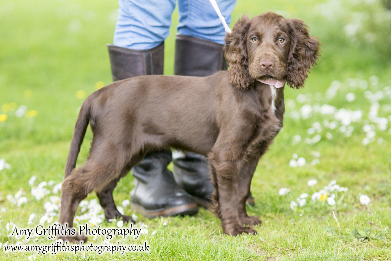 Hornsea Horse and Dog Show Day 1- Amy Griffiths Photography