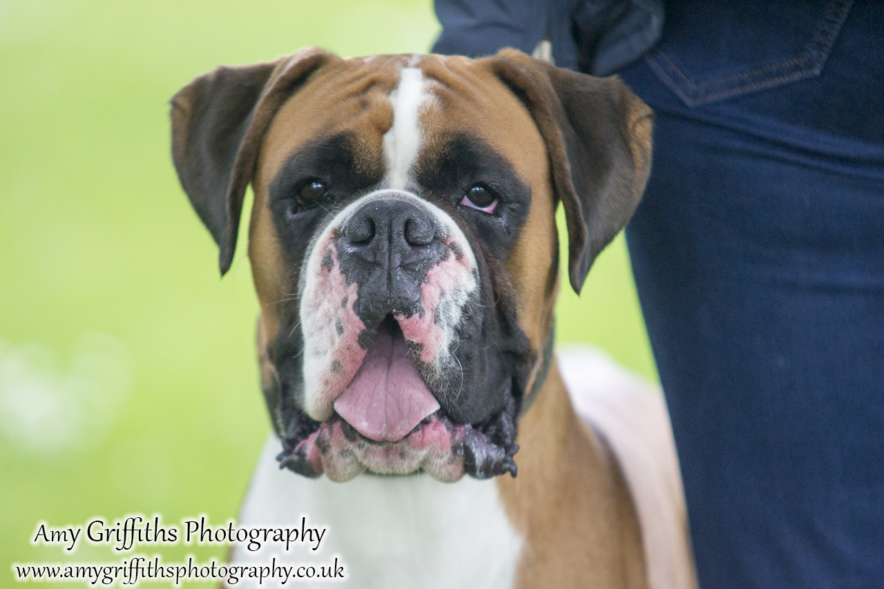 Hornsea Horse and Dog Show Day 1- Amy Griffiths Photography