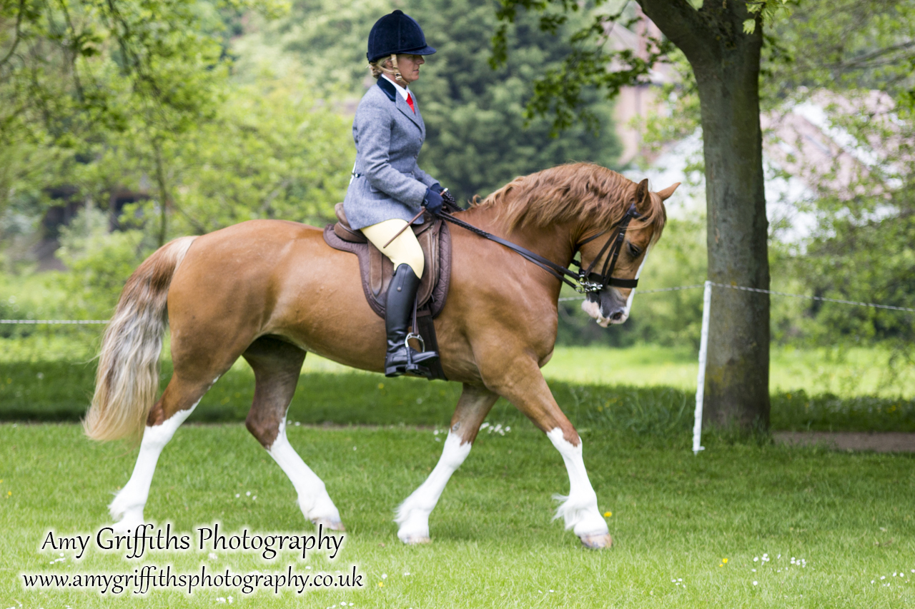 Hornsea Horse and Dog Show Day 1- Amy Griffiths Photography