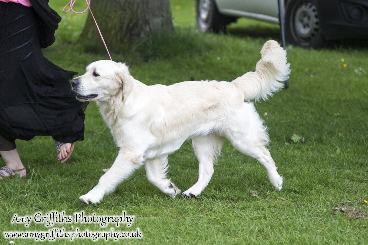 Hornsea Horse and Dog Show Day 1- Amy Griffiths Photography