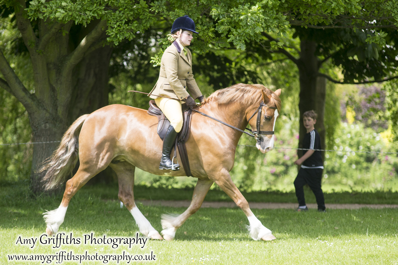 Hornsea Horse and Dog Show Day 1- Amy Griffiths Photography