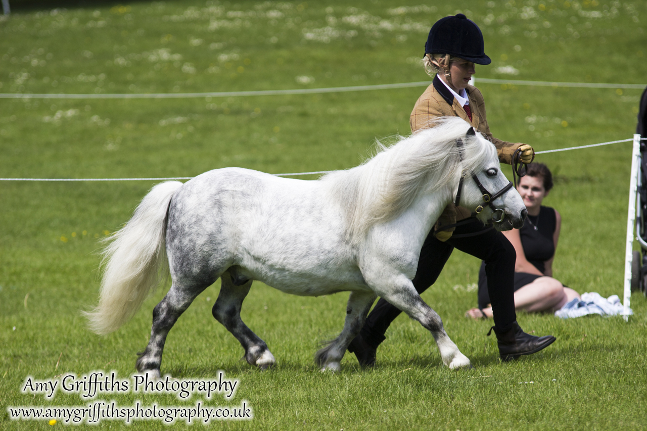 Hornsea Horse and Dog Show Day 1- Amy Griffiths Photography