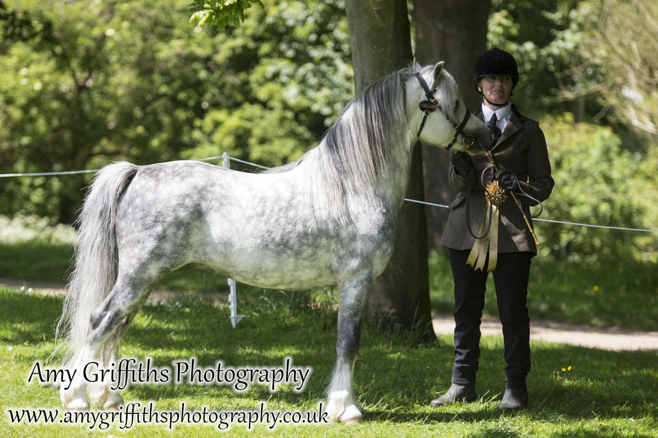 Hornsea Horse and Dog Show Day 2- Amy Griffiths Photography