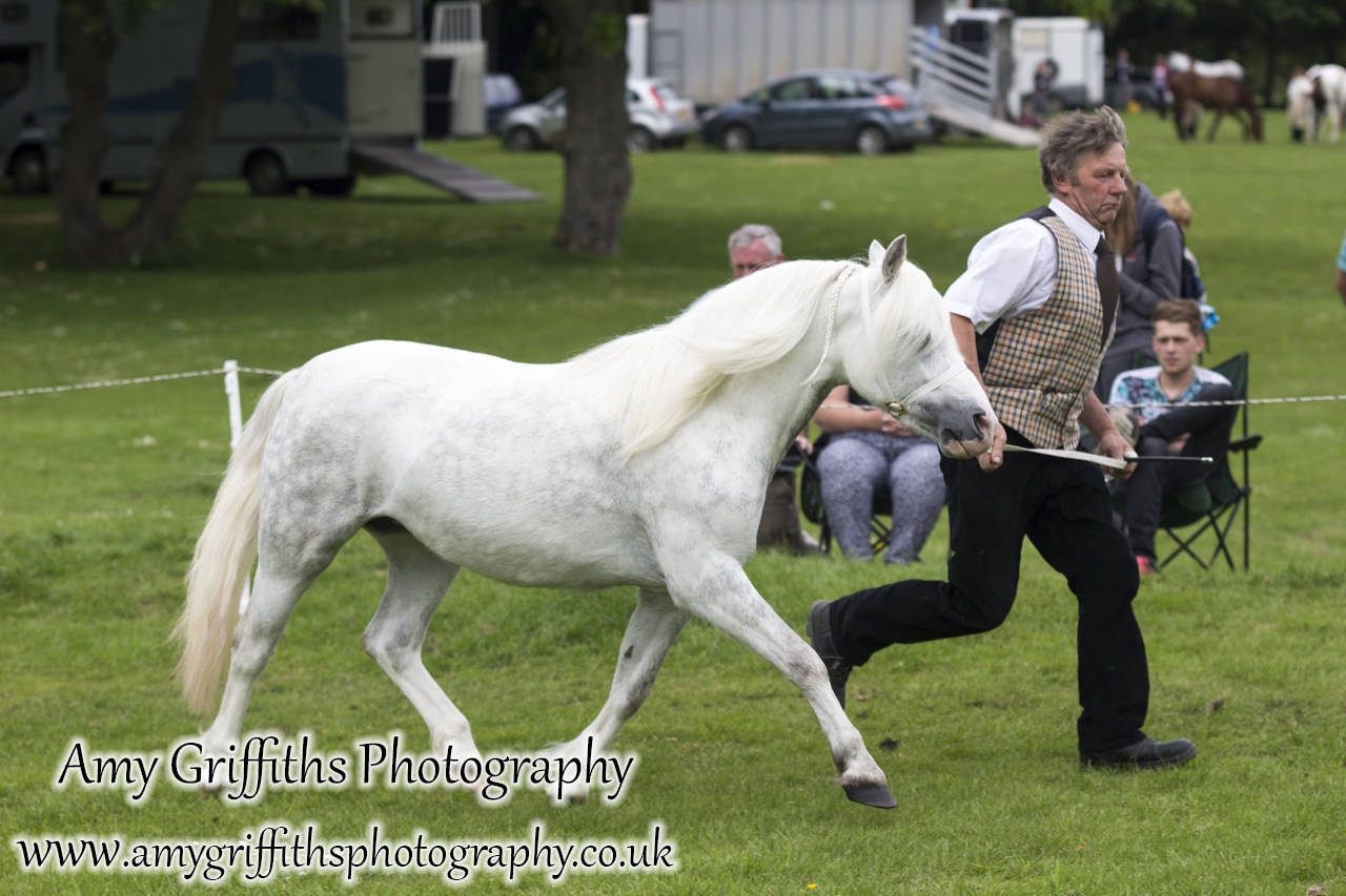 Hornsea Horse and Dog Show Day 2- Amy Griffiths Photography