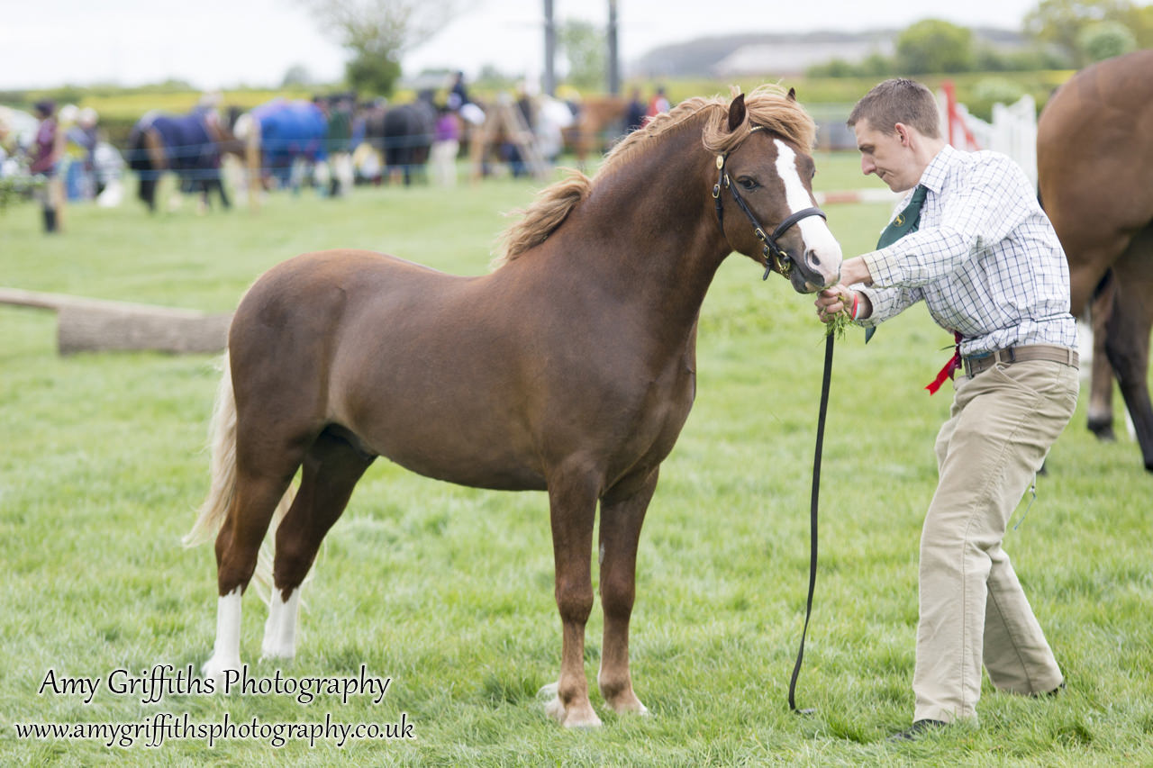 Raskelf Show & Gymkhana 2017- Amy Griffiths PhotographyRaskelf Show & Gymkhana 2017- Amy Griffiths Photography