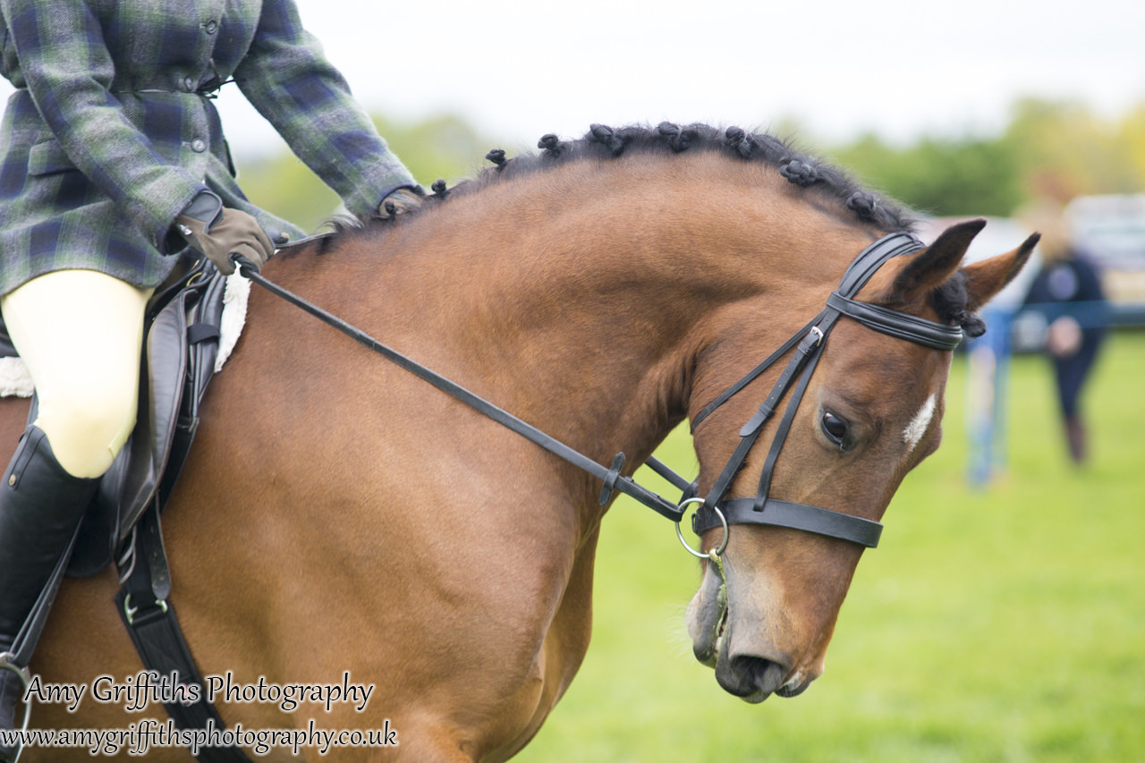 Raskelf Show & Gymkhana 2017- Amy Griffiths Photography