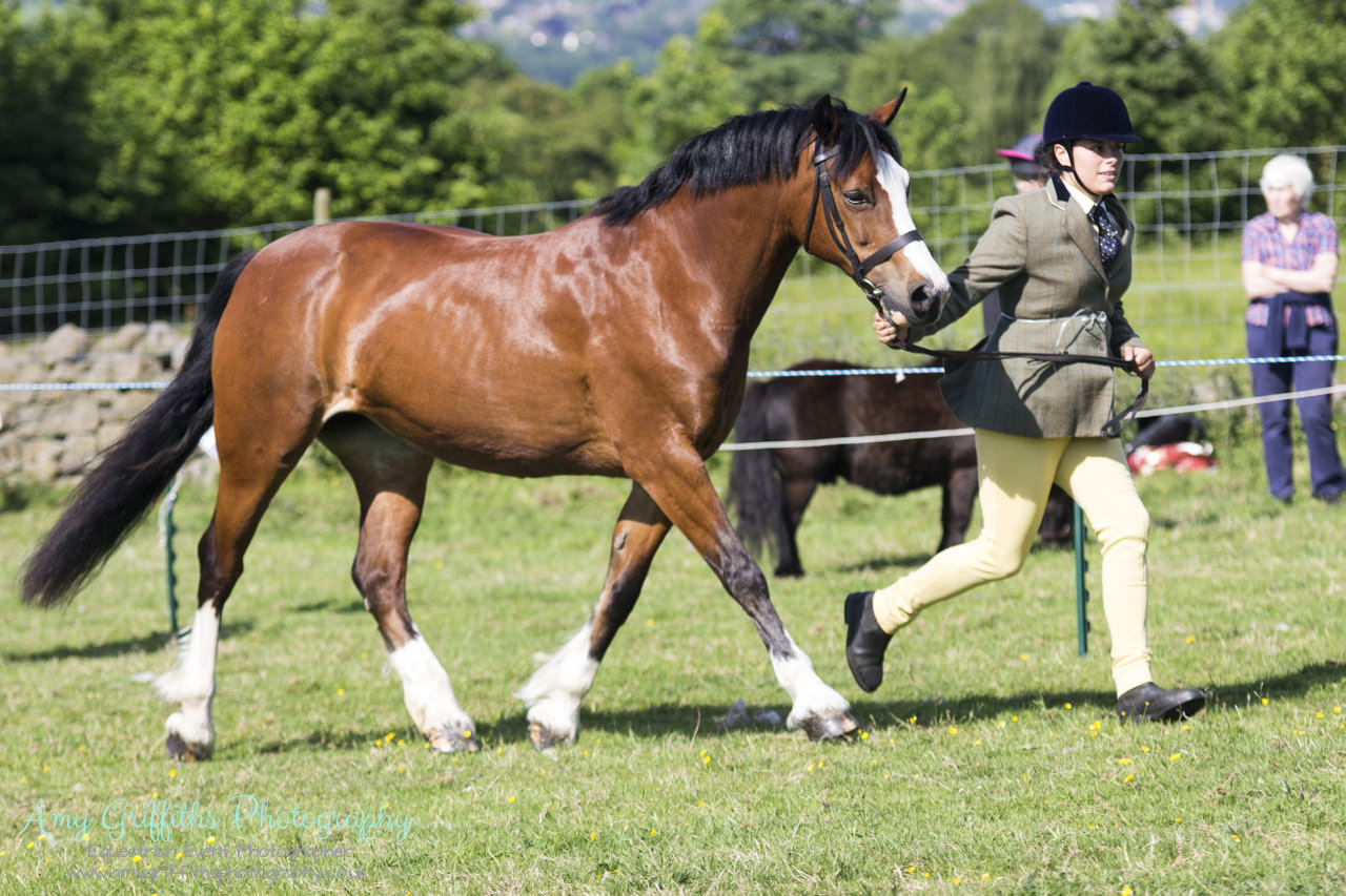 Askwith Show 2017- Amy Griffiths Photography- Equestrian Event Photographer