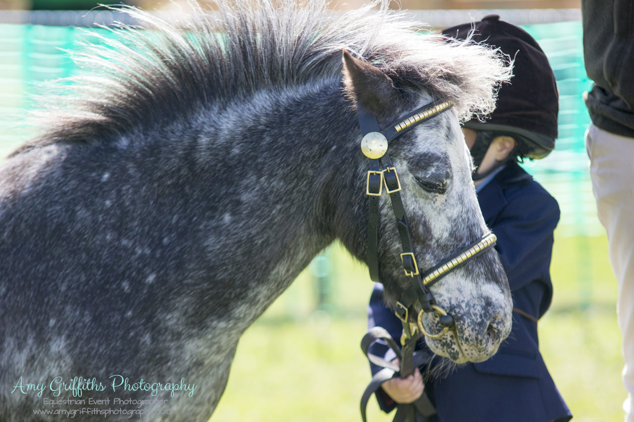 Askwith Show 2017- Amy Griffiths Photography- Equestrian Event Photographer