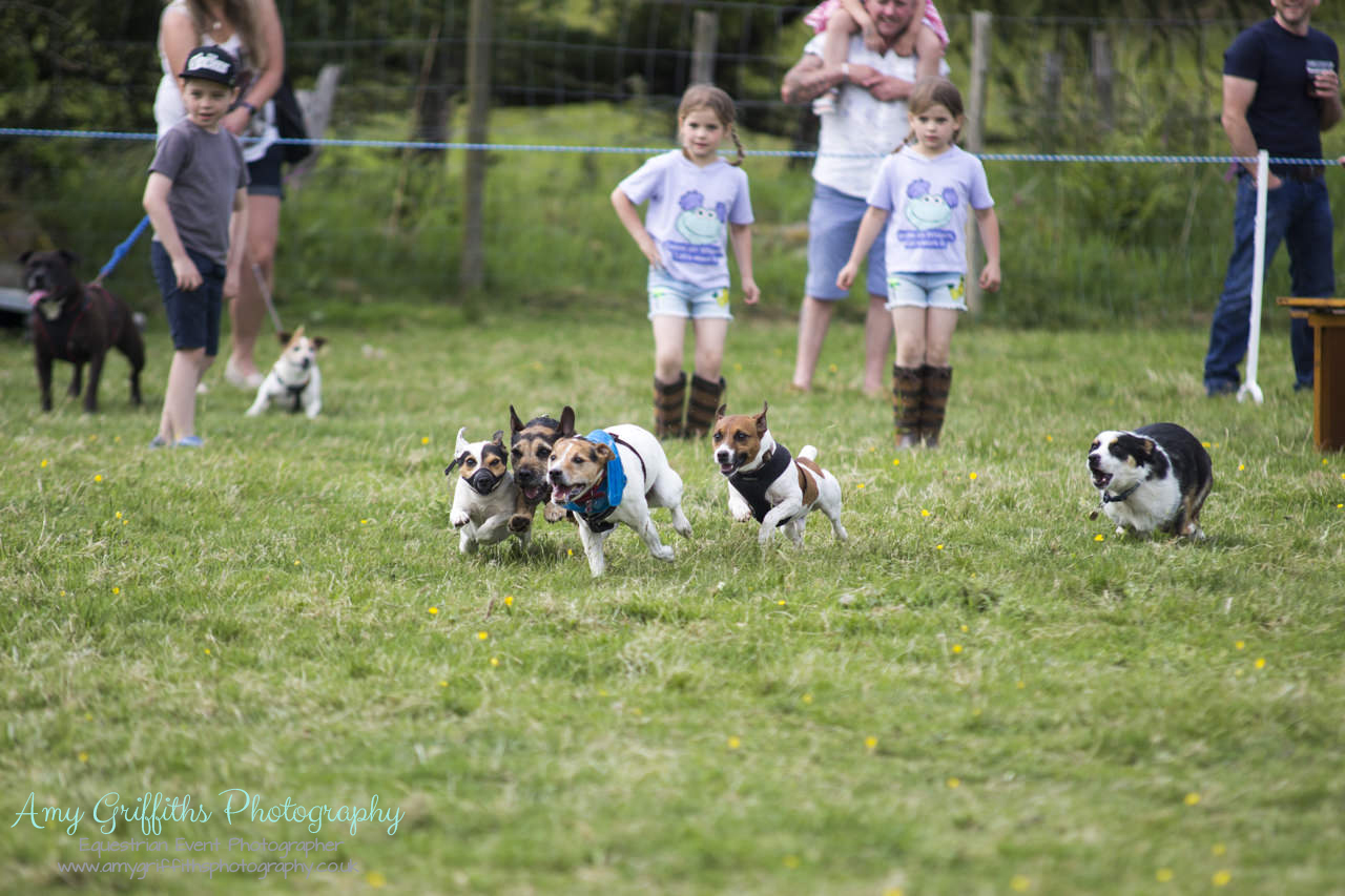 Askwith Show 2017- Amy Griffiths Photography- Equestrian Event Photographer