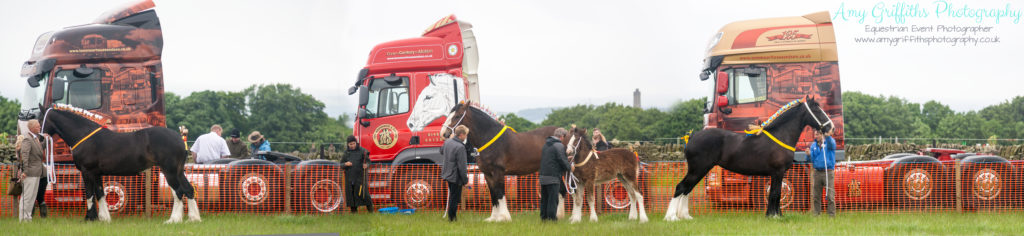 Honley Show 2017 - Amy Griffiths Photography -Equestrian Event Photographer