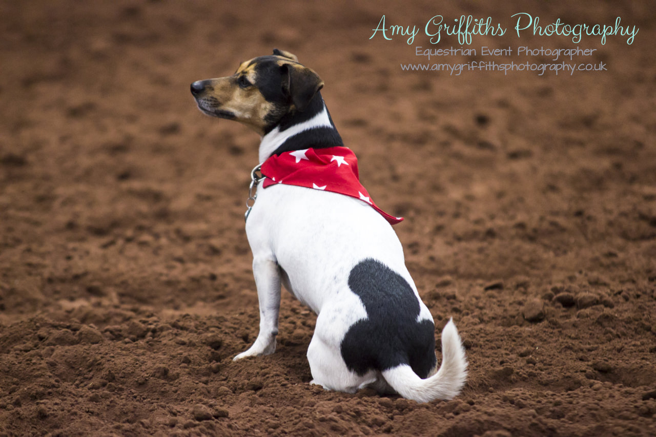 Amy Griffiths Photography- Equestrian Life Championships