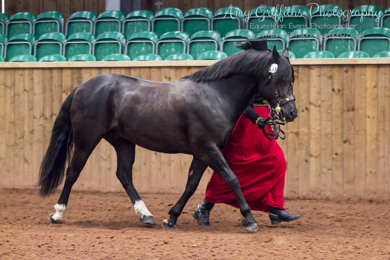 Amy Griffiths Photography- Equestrian Life Championships