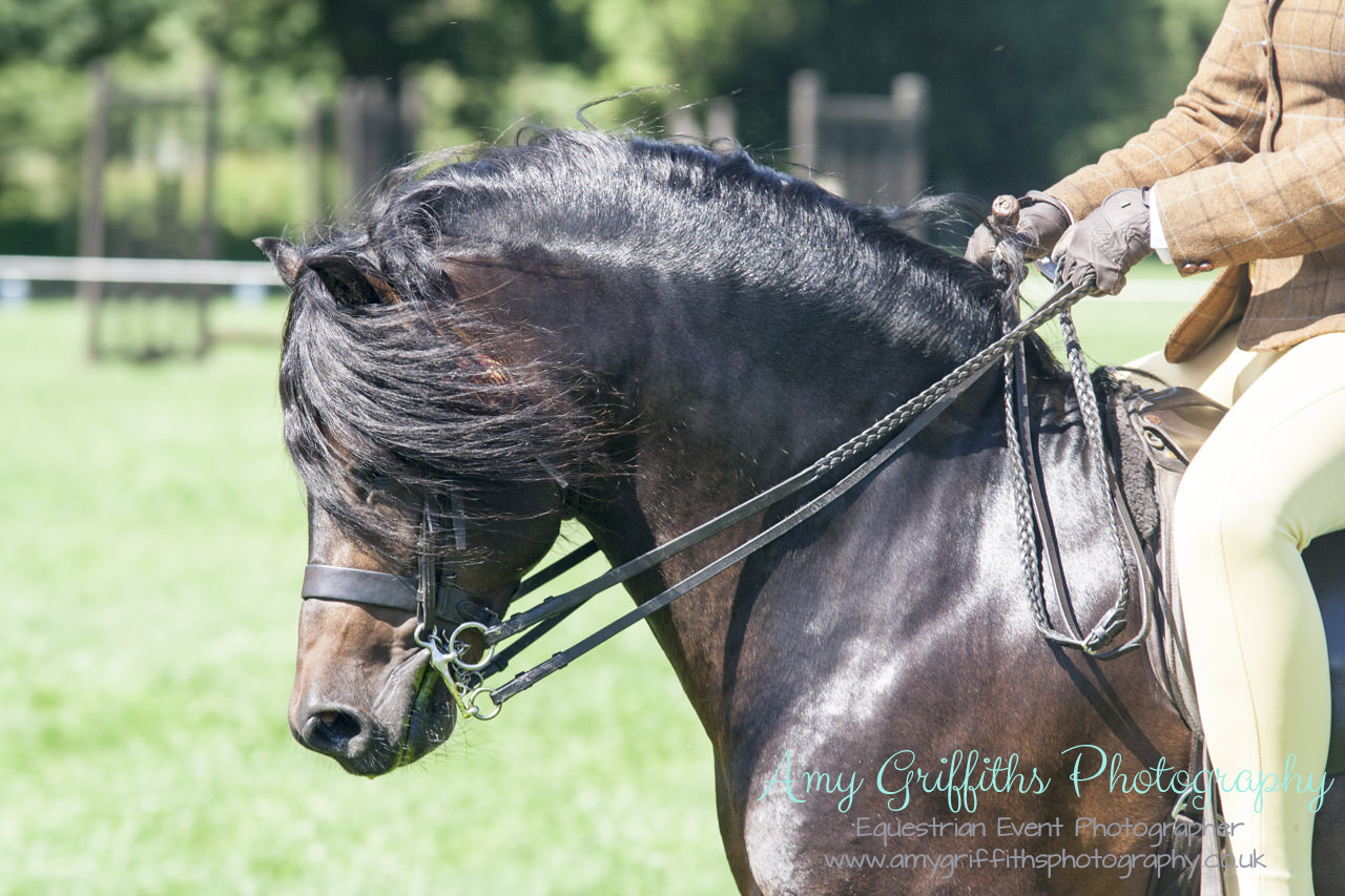 The Northern Dartmoor Pony Show