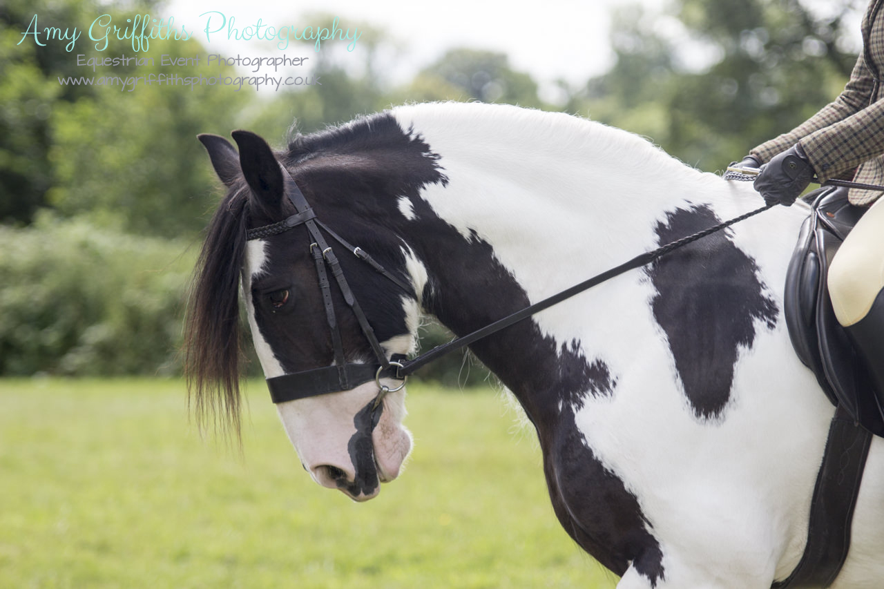 Equistars Summer Championships - Amy Griffiths Photography