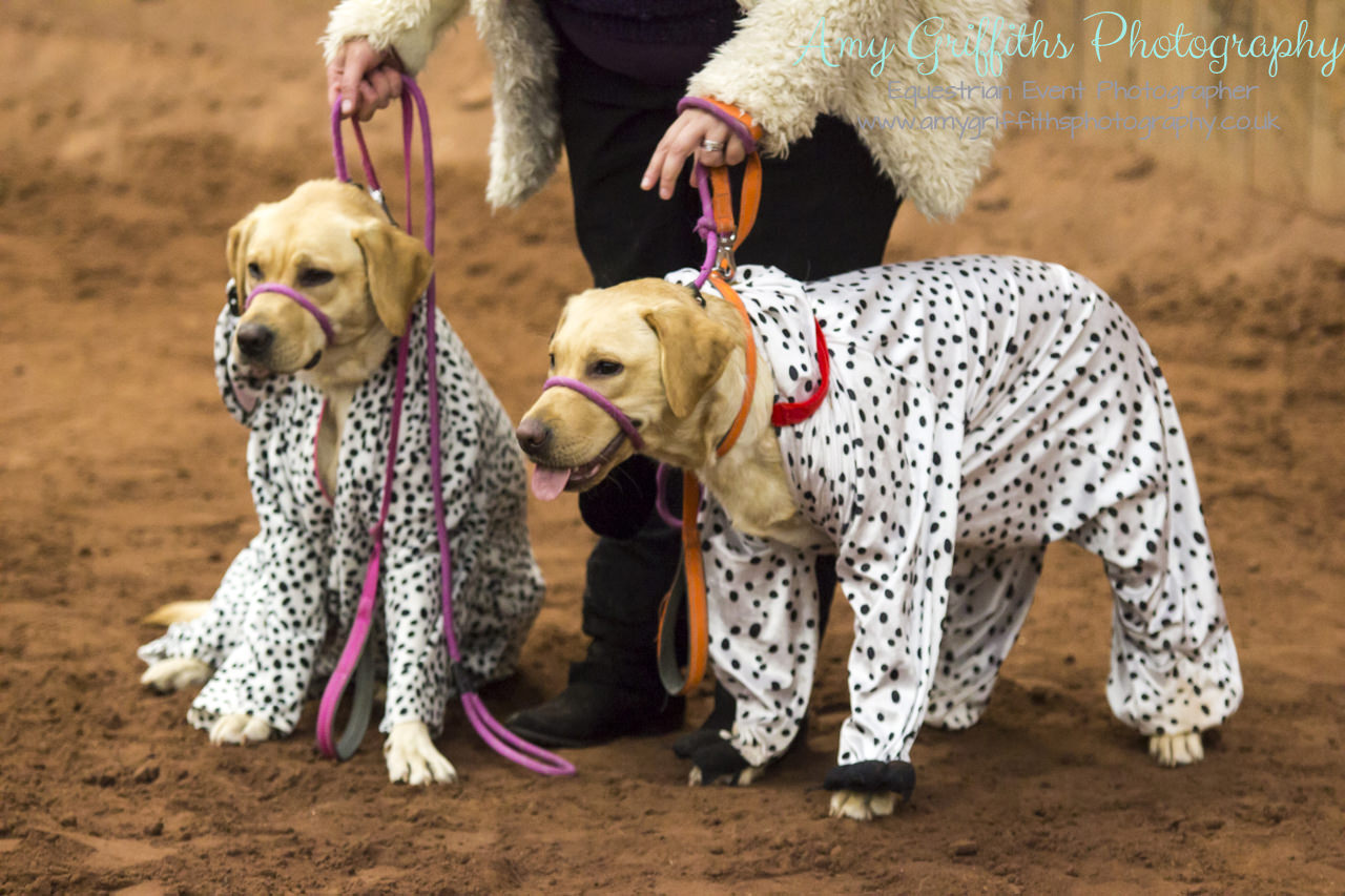 Amy Griffiths Photography- Equestrian Life Championships