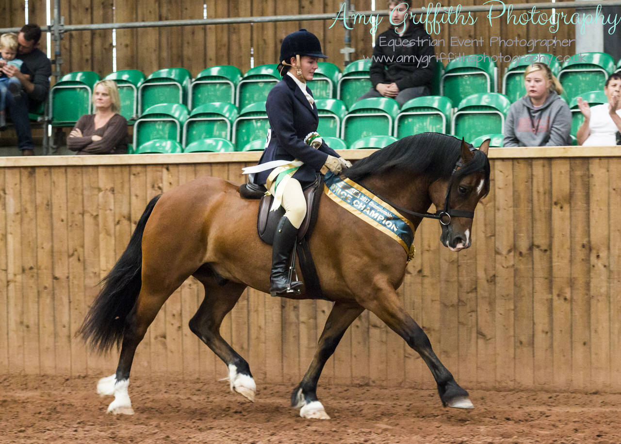 Amy Griffiths Photography- Equestrian Life Championships