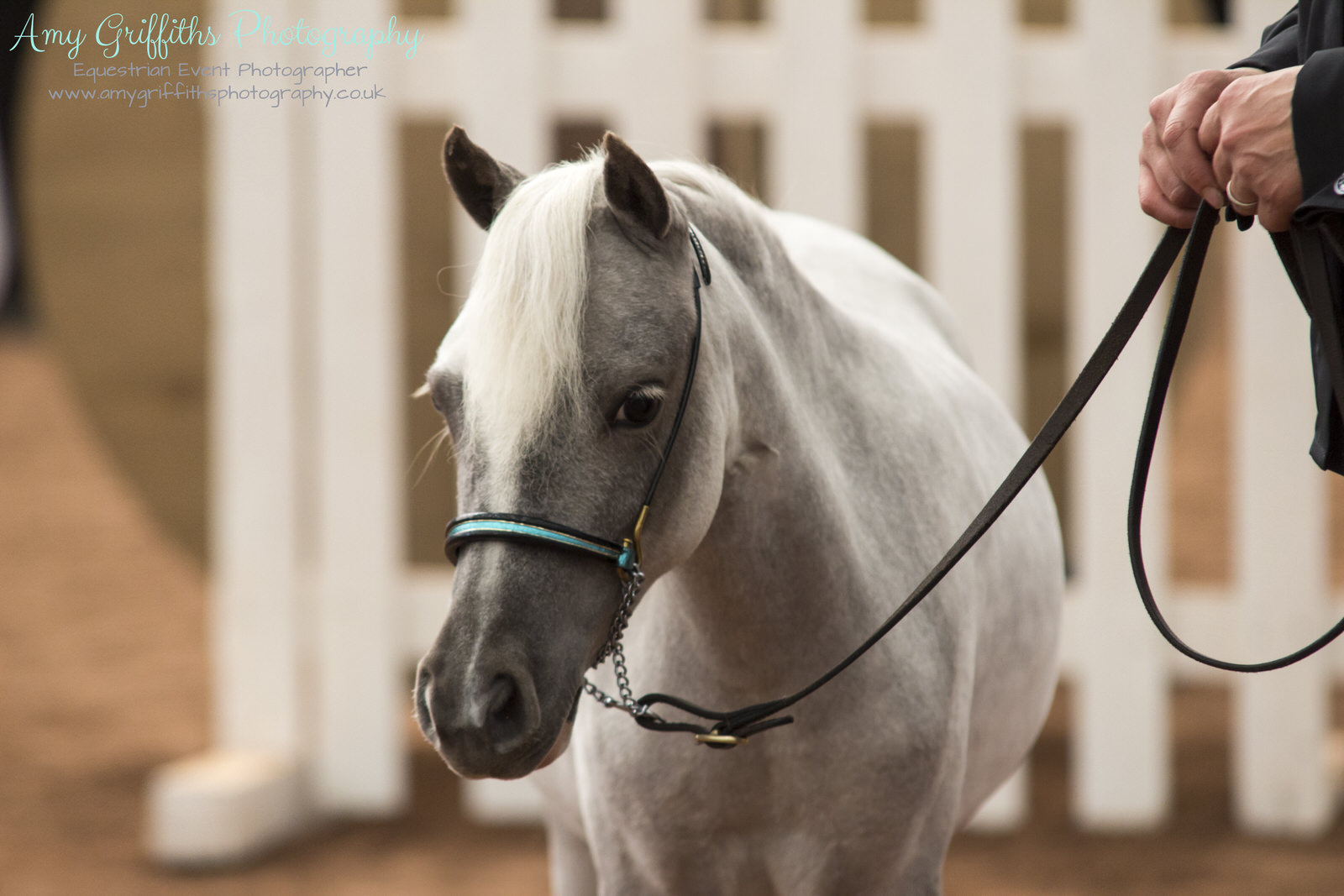 Miniature Horse Club of Great Britain - Amy Griffiths Equestrian Event Photography