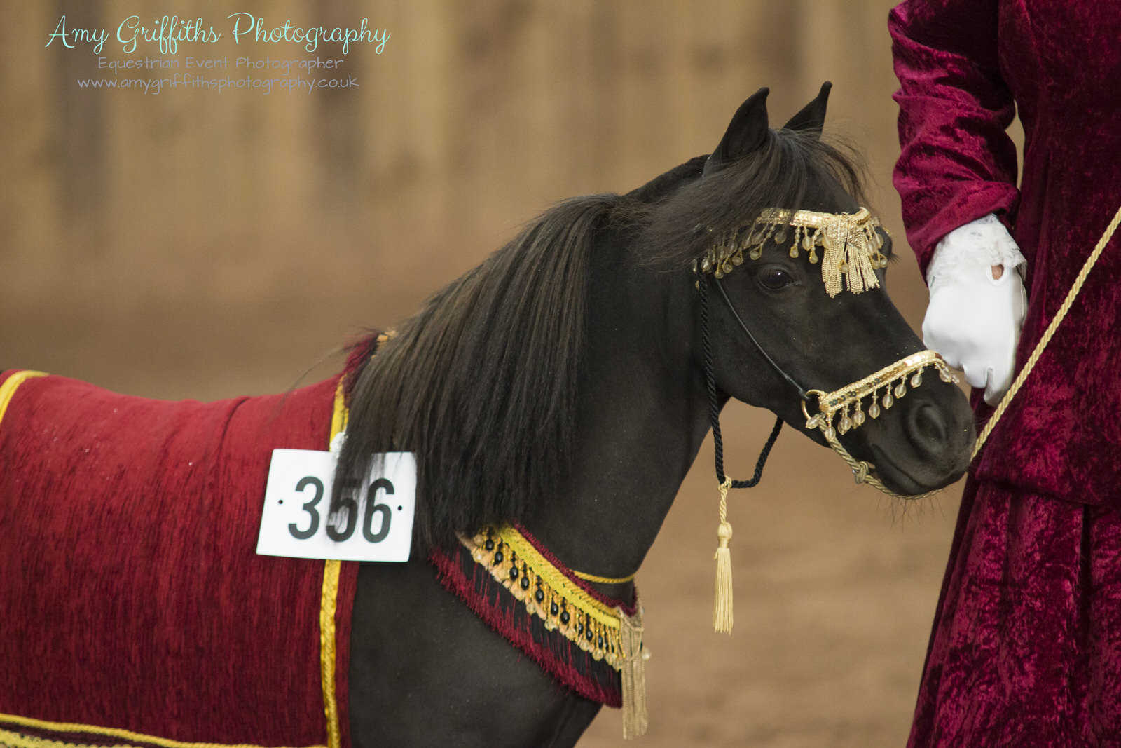Miniature Horse Club of Great Britain - Amy Griffiths Equestrian Event Photography