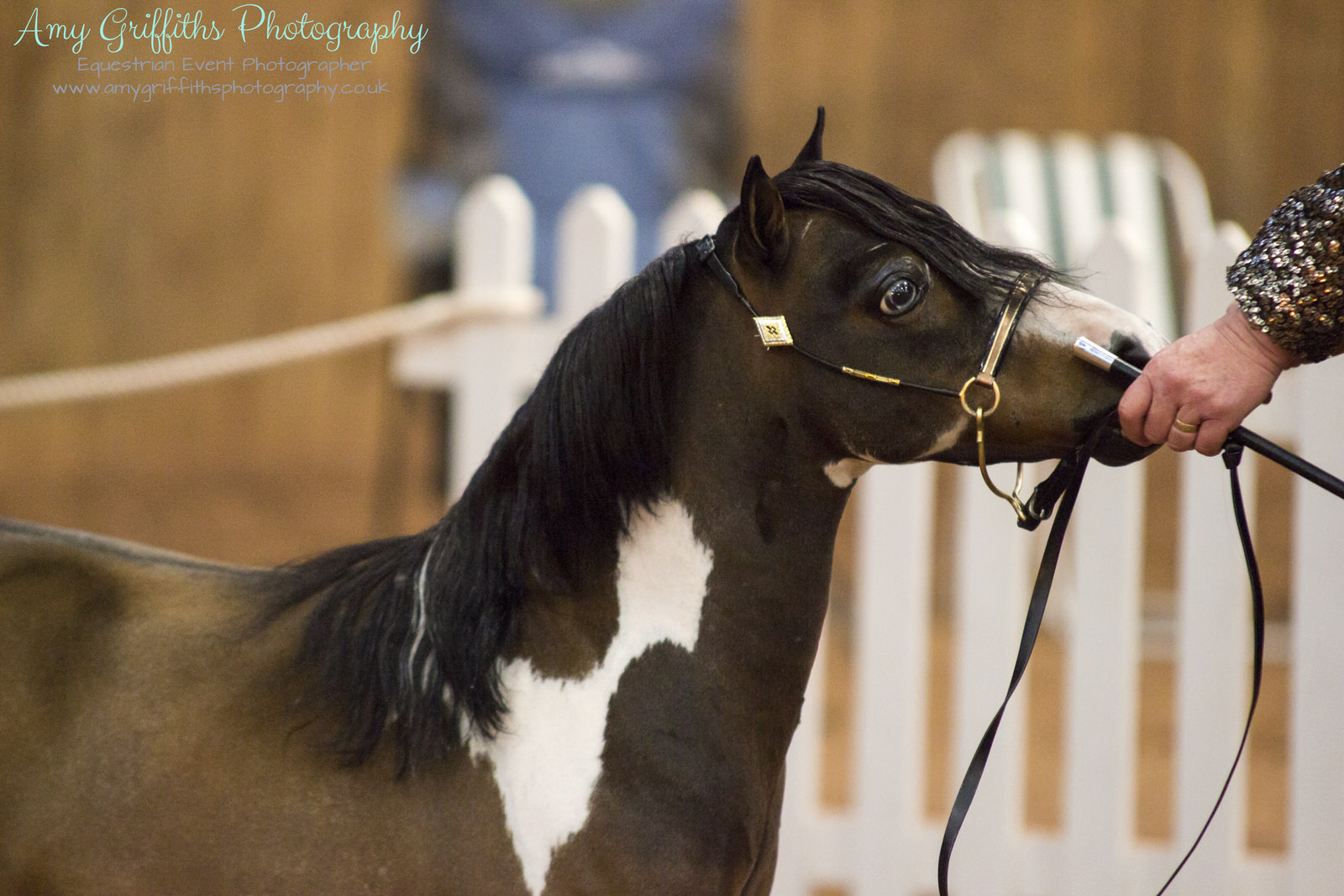 Miniature Horse Club of Great Britain - Amy Griffiths Equestrian Event Photography