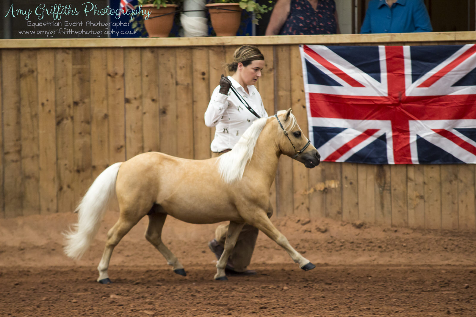 Miniature Horse Club of Great Britain - Amy Griffiths Equestrian Event Photography