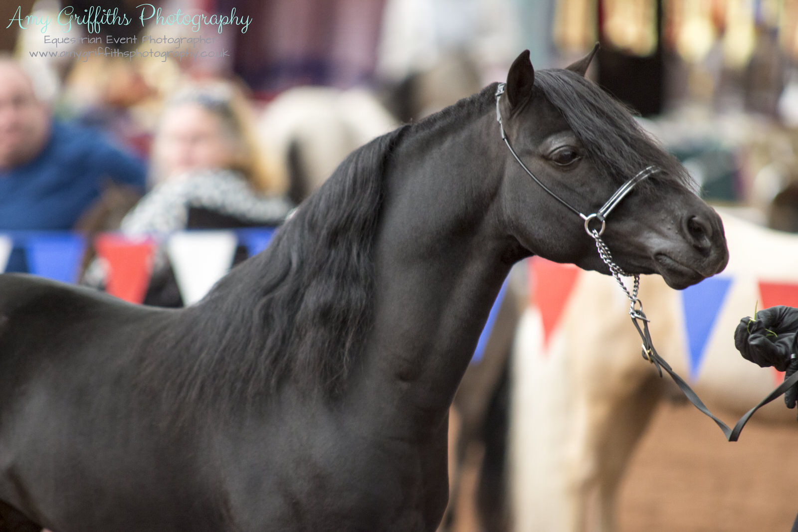 miniature horses show