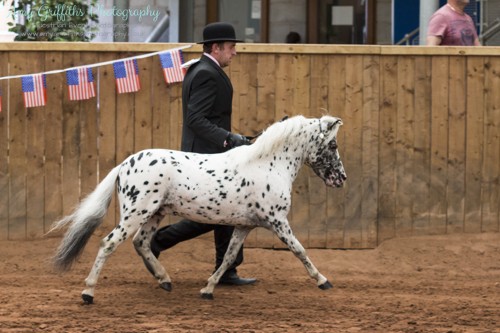 Miniature Horse Club of Great Britain - Amy Griffiths Equestrian Event Photography