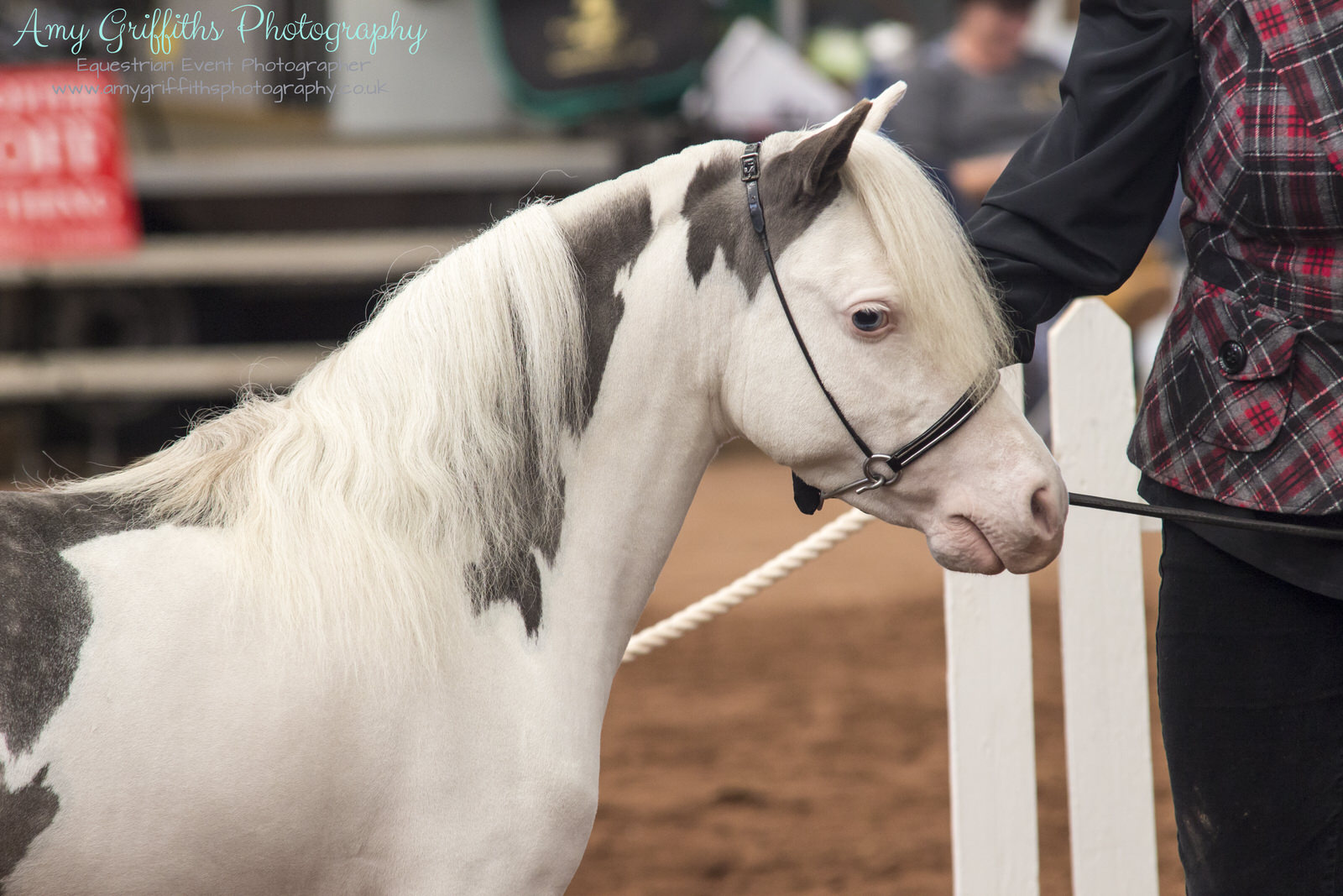 Miniature Horse Club of Great Britain - Amy Griffiths Equestrian Event Photography
