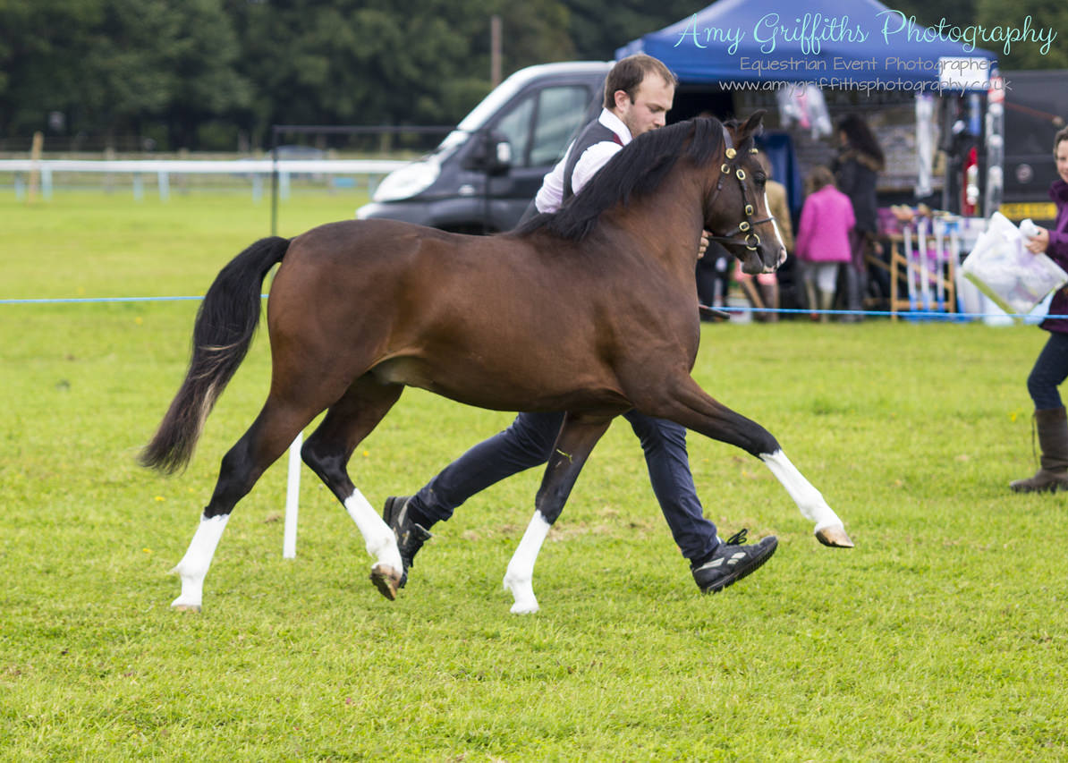 Amy Griffiths Photography- NCPA Yorkshire Branch Autumn Show