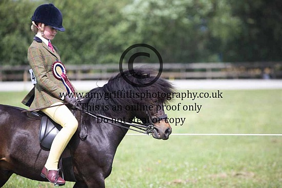 Northern Dartmoor Pony Society Show - 28th June