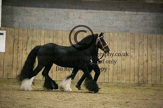 TOYS 2022 - Progency & Foal Class