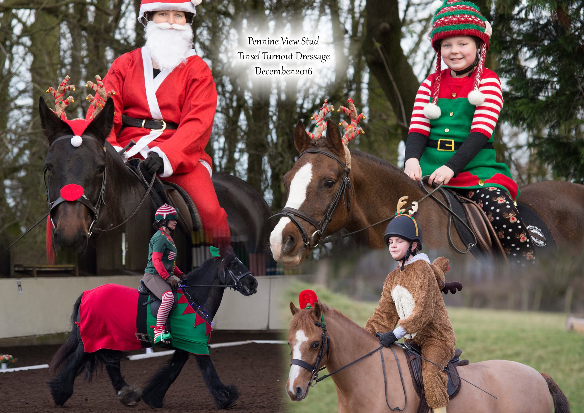 Tinsel Turnout Dressage