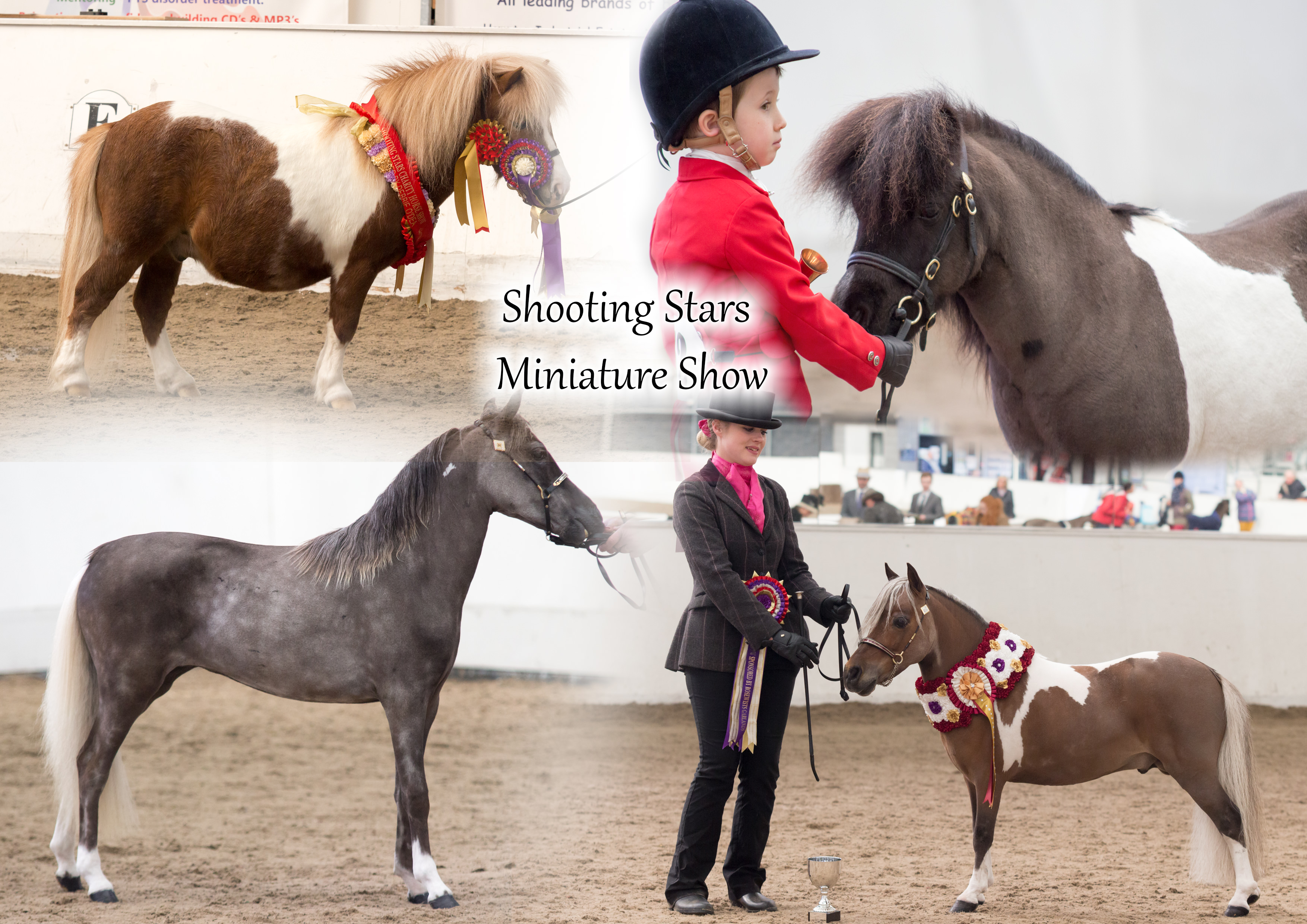 Shooting Stars Miniature Horse and Shetland Show