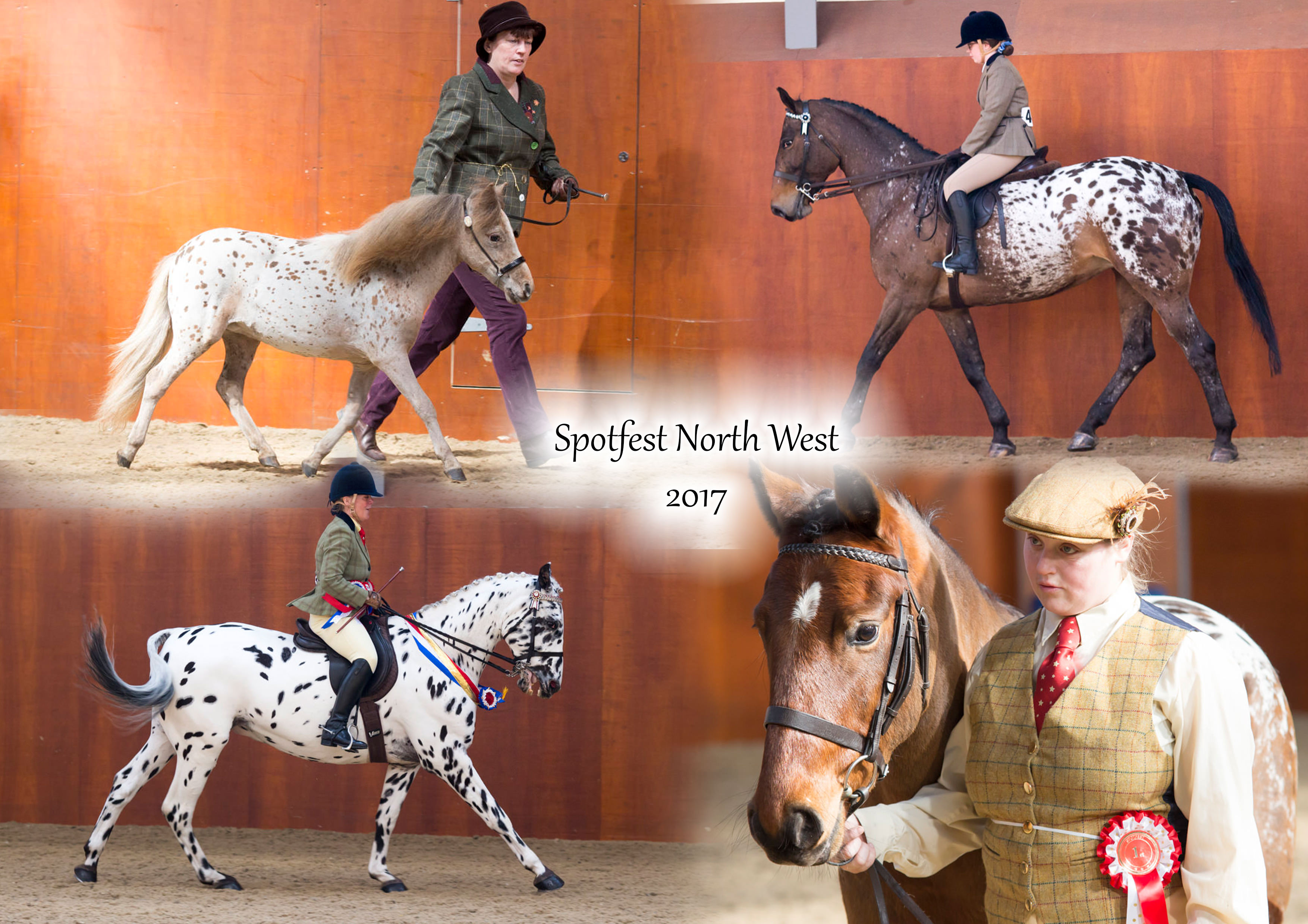 Spotfest North West- British Spotted Pony Society