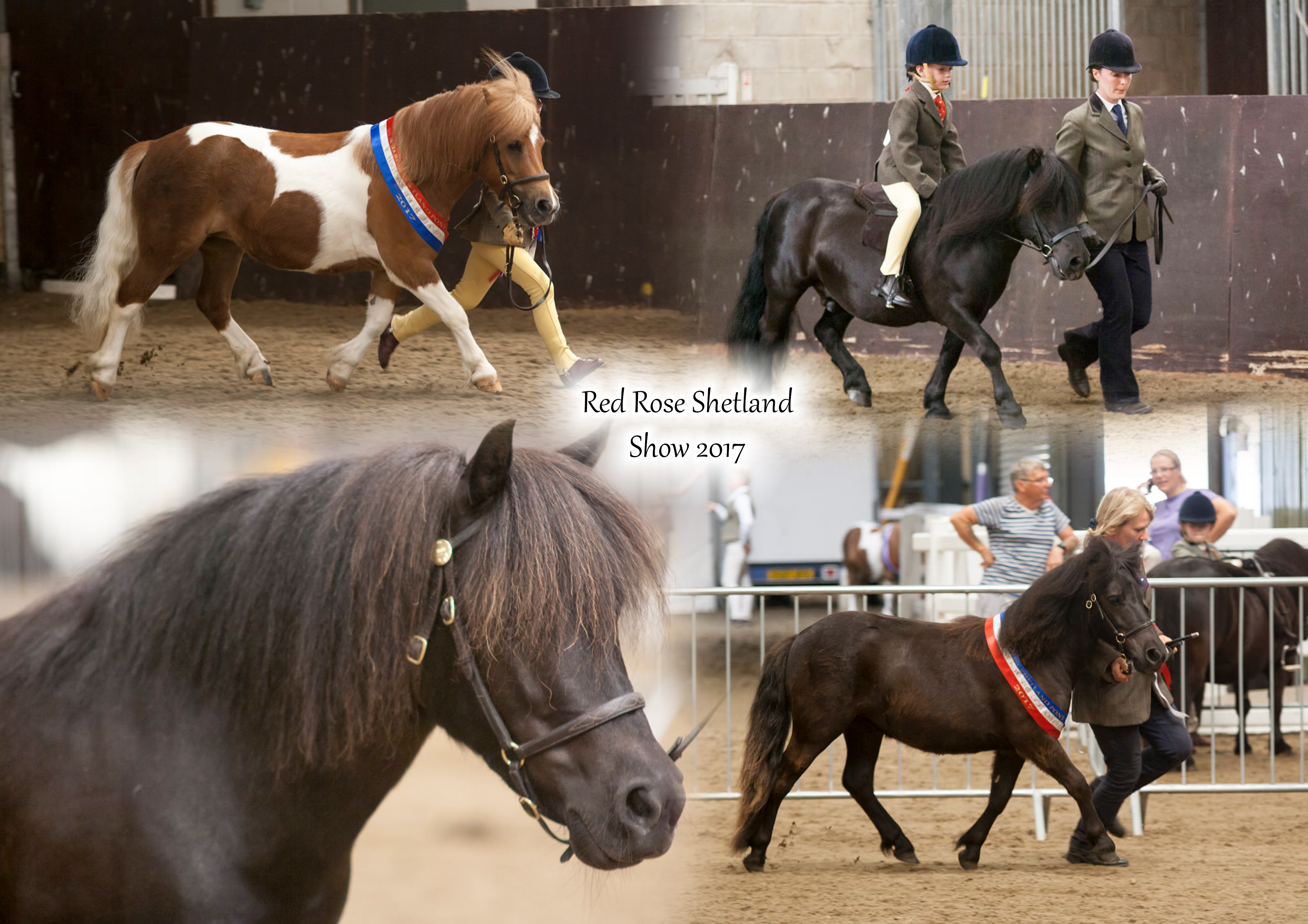 Red Rose Shetland Show 2017