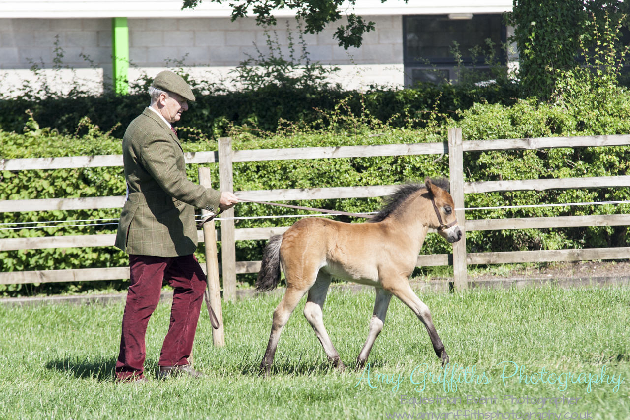 The Northern Dartmoor Pony Show