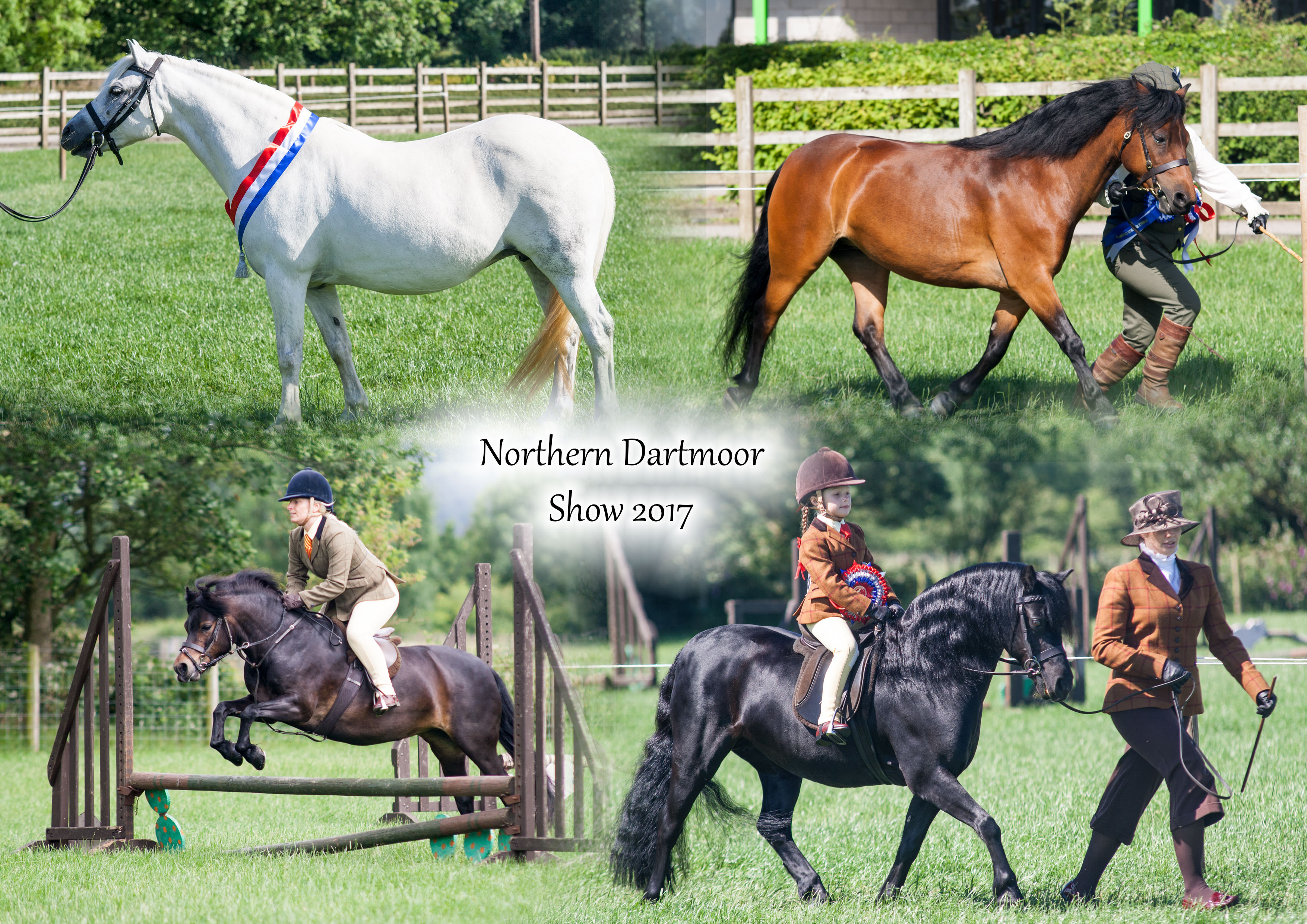 The Northern Dartmoor Pony Show